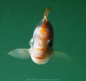 Pseudotropheus sp. 'red top ndumbi' Pombo Rocks