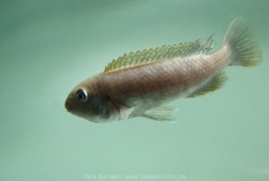 Pseudotropheus sp. 'red top ndumbi' Pombo Rocks