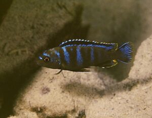 Pseudotropheus sp. 'variable mozambique' Chinuni Galerie Pseudotropheus sp. 'variable mozambique'