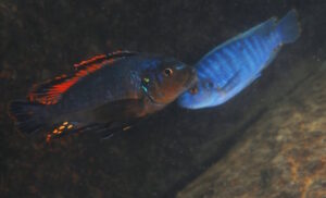 Pseudotropheus sp. 'williamsi maleri' Nankoma Island