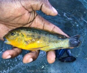'williamsi north' Makonde Pseudotropheus sp. 'williamsi north' Makonde
