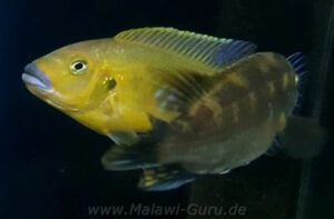 Pseudotropheus sp. 'williamsi north' Makonde