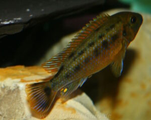 Pseudotropheus sp. 'williamsi north' Makonde