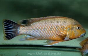 'williamsi north' Makonde Pseudotropheus sp. 'williamsi north'