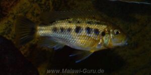 Pseudotropheus sp. 'williamsi north' Makonde