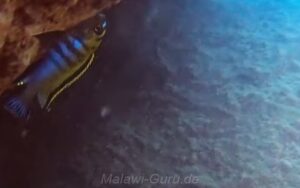 Tropheops biriwira 'Otter Island'