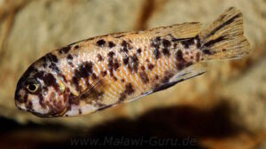 Tropheops gracilior 'Lutara Reef' (Cove Mountain)