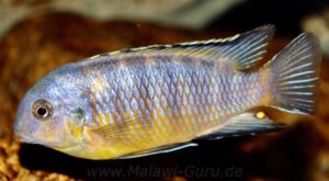 Tropheops gracilior 'Lutara Reef' (Cove Mountain)