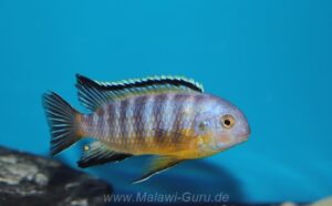 Tropheops gracilior 'Lutara Reef' (Cove Mountain)