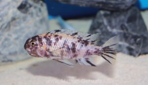 Tropheops gracilior 'Lutara Reef' (Cove Mountain)