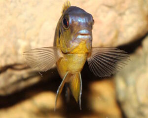 Tropheops gracilior 'Lutara Reef' (Cove Mountain)
