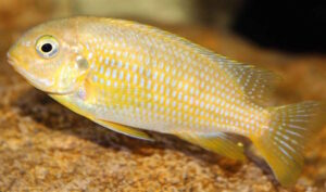 Tropheops gracilior 'Lutara Reef' (Cove Mountain)