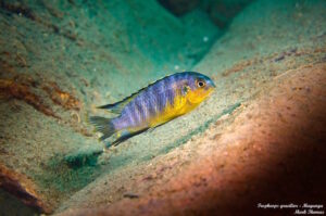 Tropheops gracilior 'Magunga'