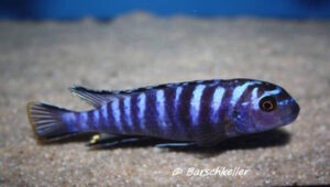 Tropheops kamtambo 'chimwalani' Eccles Reef