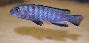 Tropheops kamtambo 'chimwalani' Eccles Reef