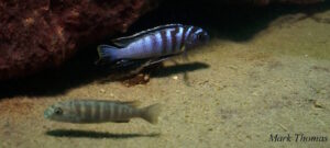 Tropheops kumwera 'Makokola Reef'