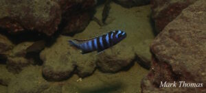 Tropheops kumwera 'Makokola Reef'