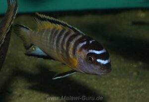 Tropheops kumwera 'Masasa Reef' Galerie Tropheops kumwera