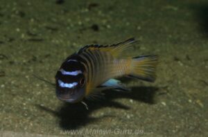 Tropheops kumwera 'Masasa Reef'