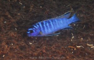 Tropheops kumwera 'Mazinzi Reef' Galerie Tropheops kumwera