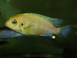 Tropheops macrophthalmus 'Kirondo'