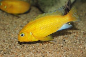 'Makonde' Tropheops macrophthalmus