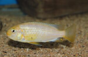 Tropheops macrophthalmus 'Makonde'