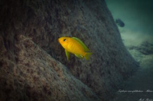 'Mdowe' Tropheops macrophthalmus