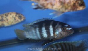 Tropheops microstoma 'Masasa Reef'