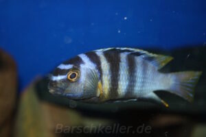 Tropheops microstoma 'Otter Point' Galerie Tropheops microstoma 'Otter Point'