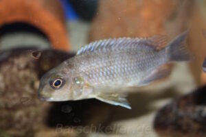 Tropheops microstoma 'Otter Point'