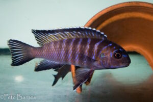 Tropheops modestus 'Chidunga Rocks'