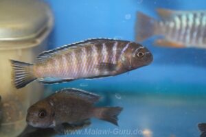 Tropheops modestus 'Chidunga Rocks'