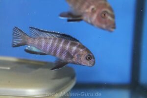 Tropheops modestus 'Chidunga Rocks'