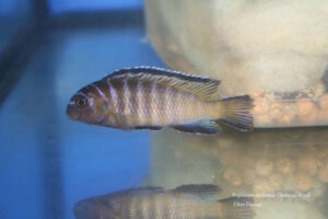 Tropheops modestus 'Chidunga Rocks'