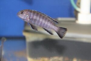 Tropheops modestus 'Chidunga Rocks'