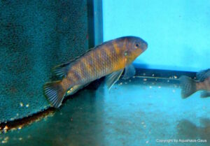 Tropheops romandi 'Domwe Island' Galerie Tropheops romandi Arten