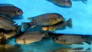 Tropheops romandi 'Domwe Island'