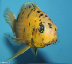 Tropheops romandi 'Mazinzi Reef' Tropheops romandi 'Mazinzi Reef'