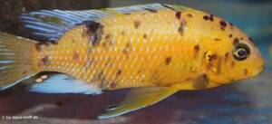 Tropheops romandi 'Mazinzi Reef' Galerie Tropheops romandi