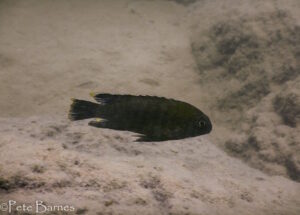 Tropheops romandi 'Thumbi East Island'