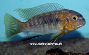 Tropheops sp. 'deep' Lions Cove