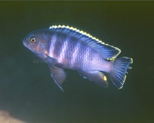 Tropheops sp. 'Taiwan'