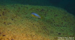 Tropheops sp. 'aurora' Higga Reef