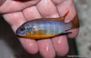 Tropheops sp. 'aurora' Higga Reef