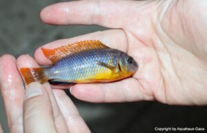 Tropheops sp. 'aurora'