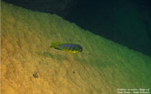 Tropheops sp. 'aurora' Higga Reef