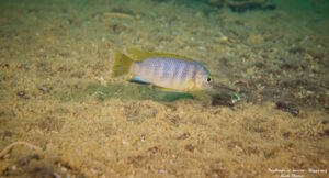 Tropheops sp. 'aurora'