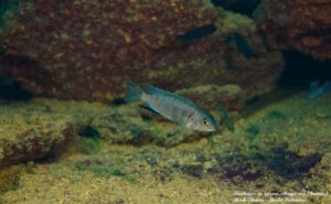 Tropheops sp. 'aurora' Higga Reef