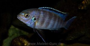 Tropheops sp. 'black dorsal' Chimwalani Reef Galerie Tropheops sp. 'black dorsal' Arten